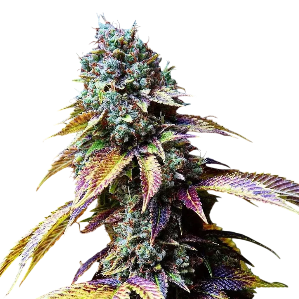L.A. Confidential | PHOTOFEM | DNA Genetics