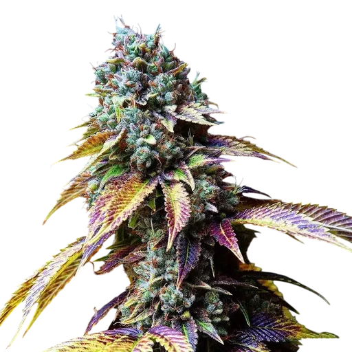 L.A. Confidential