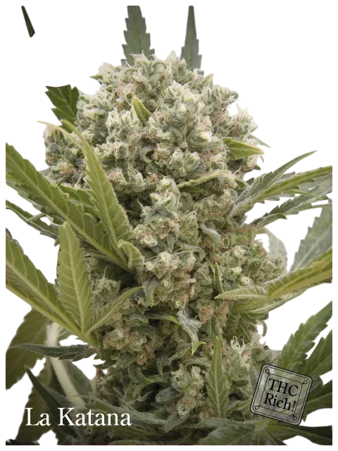 La Katana | PHOTOFEM | Elite Seeds
