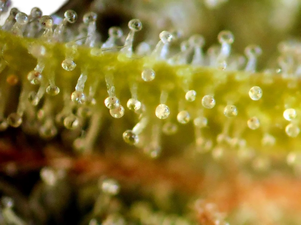 Badazz OG Cheese | PHOTOFEM | Tiger One Bulk