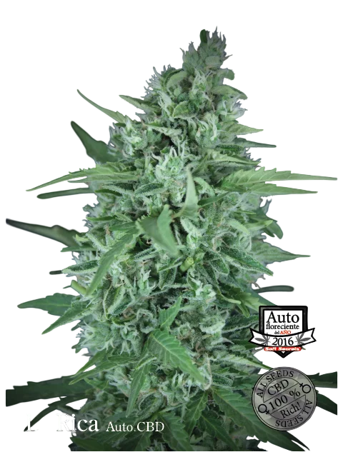 La Rica CBD Auto | AUTOFEM | Elite Seeds