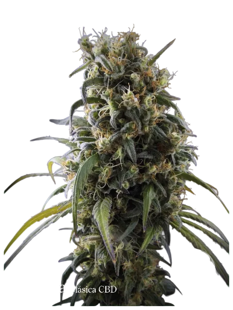 La Rica Classic CBD | PHOTOFEM | Elite Seeds