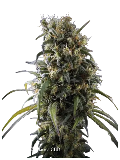 La Rica Classic CBD