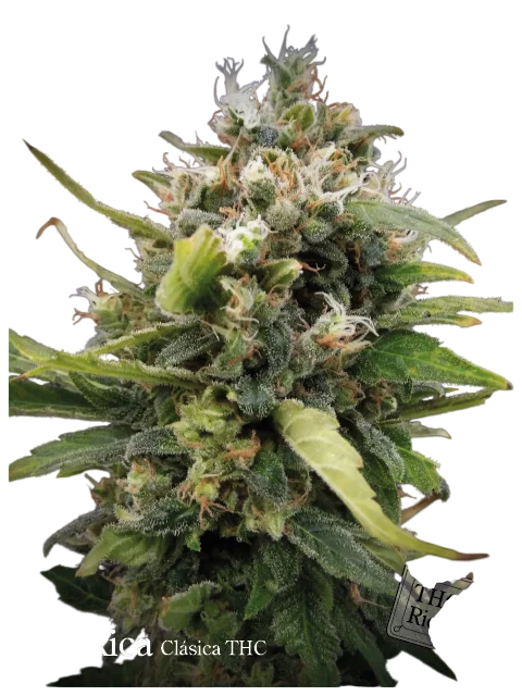 La Rica Classic THC | PHOTOFEM | Elite Seeds