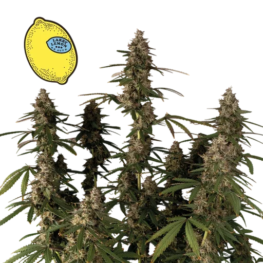 Larry Lemon OG Auto