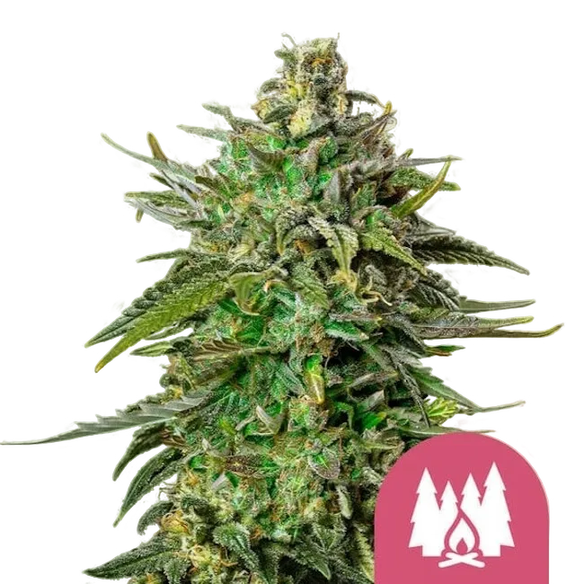 Larry OG | PHOTOFEM | Royal Queen Seeds