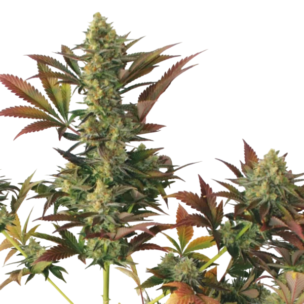 Larrys Lemon OG | PHOTOFEM | Garden Of Green