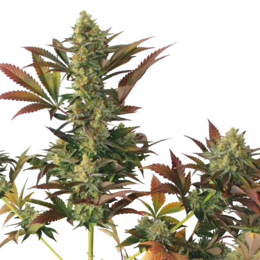 Larrys Lemon OG