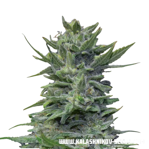 Lavanda Cream | PHOTOFEM | Kalashnikov Seeds
