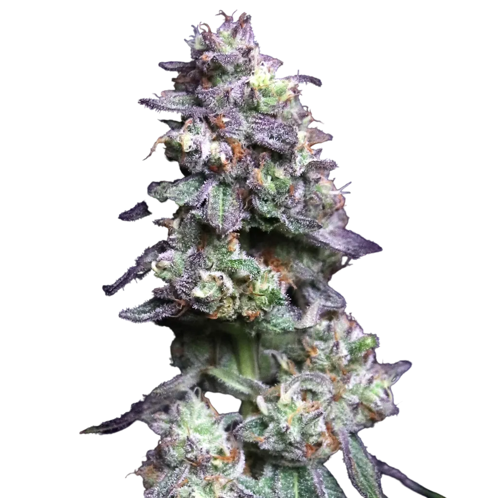 Baked Apple Cherries | PHOTOFEM | Elev8 Seeds
