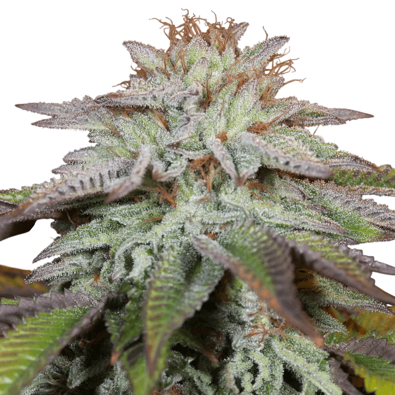 L.A. Vanilla Cake Auto | AUTOFEM | Silent Seeds