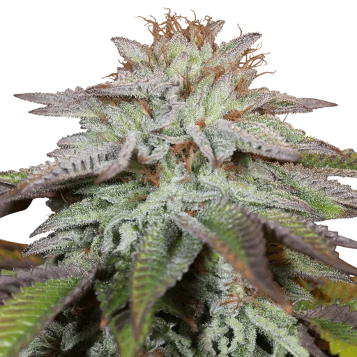 L.A. Vanilla Cake Auto