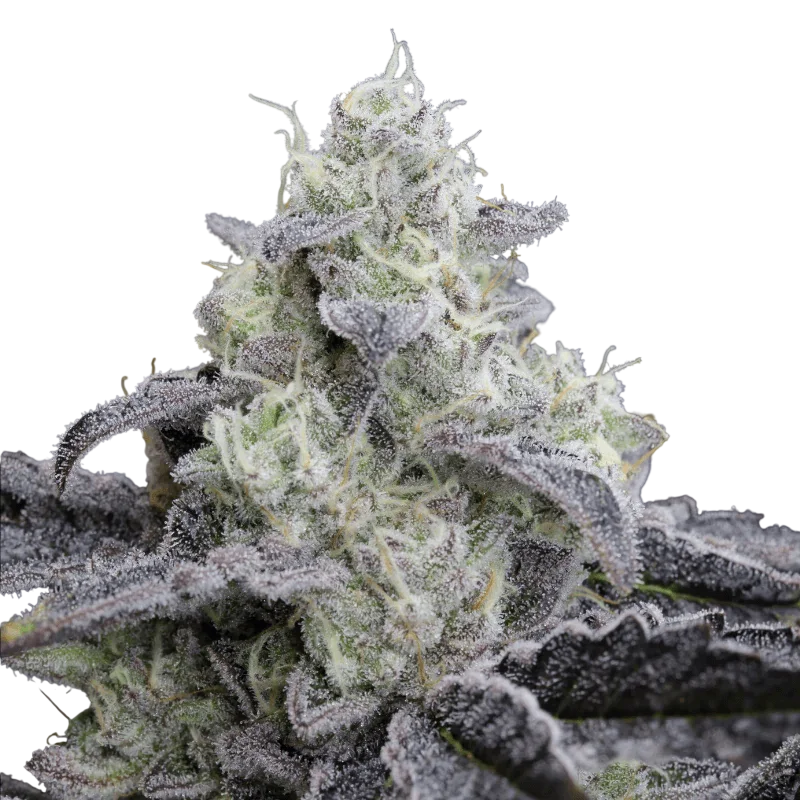 L.A. Vanilla Cake | PHOTOFEM | Silent Seeds