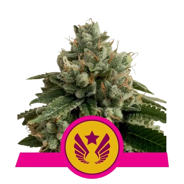 Legendary OG Punch | PHOTOFEM | Royal Queen Seeds