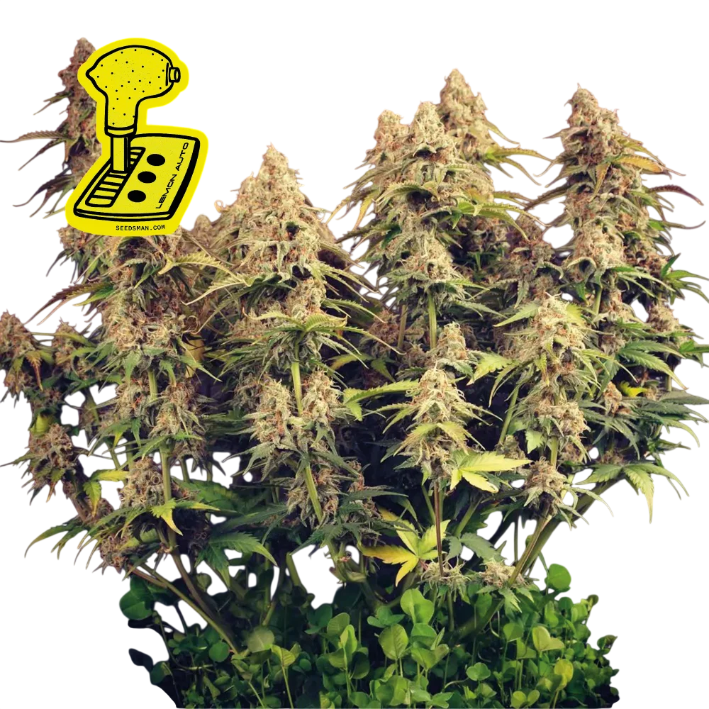 Lemon Auto | AUTOFEM | Seedsman