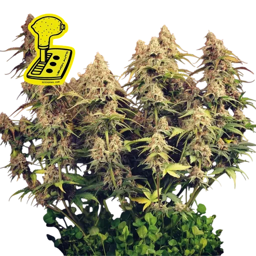 Lemon Auto