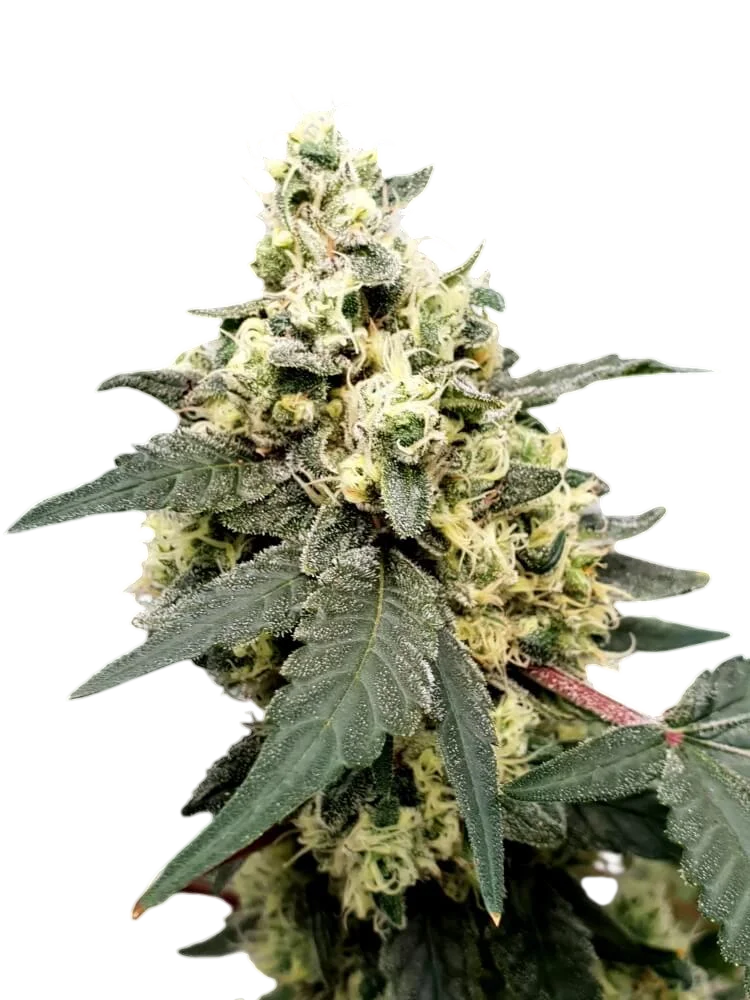 Lemonade Auto | AUTOFEM | Paradise Seeds