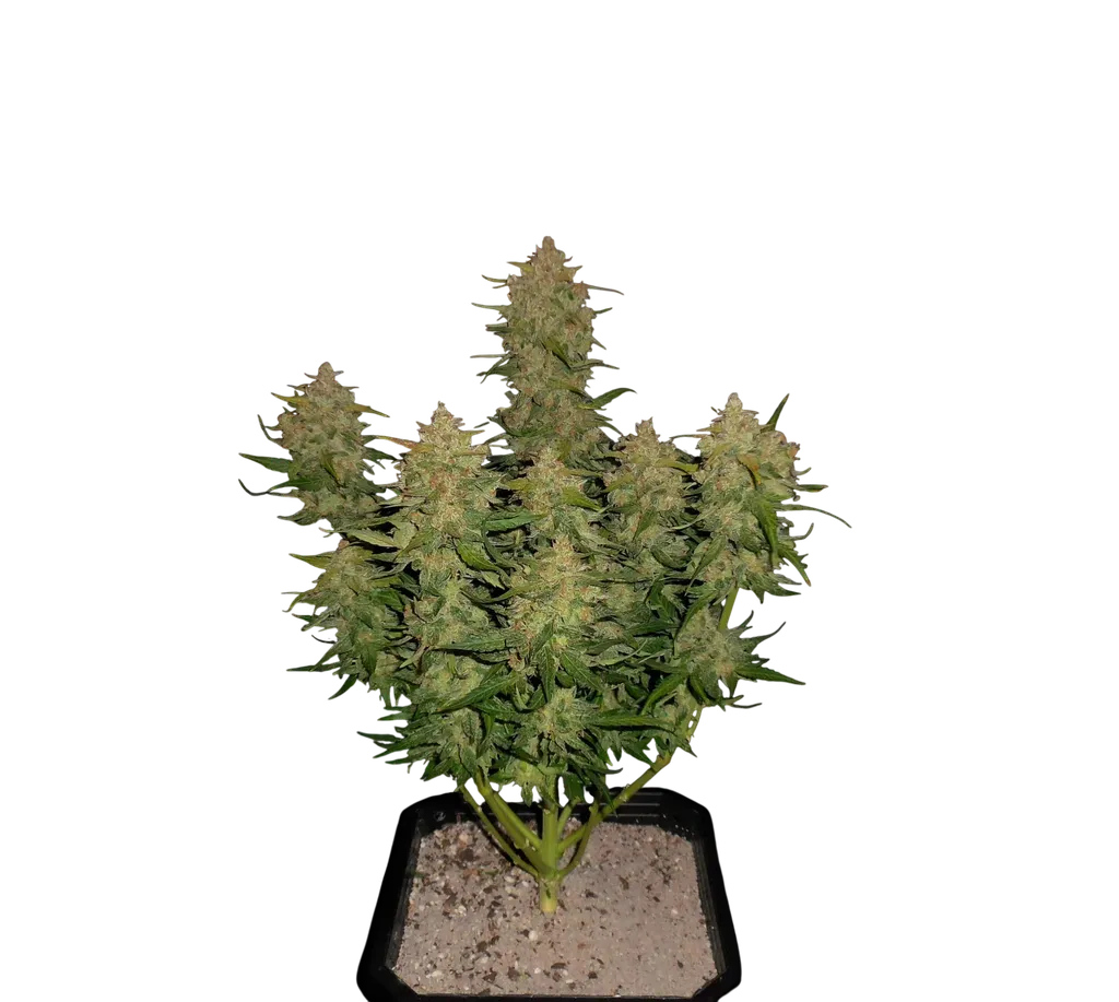 Lemon AK Auto | AUTOFEM | Fast Buds