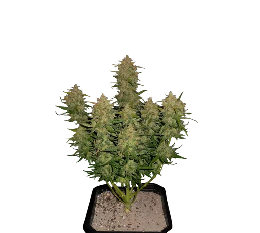 Lemon AK Auto | AUTOFEM | Fast Buds