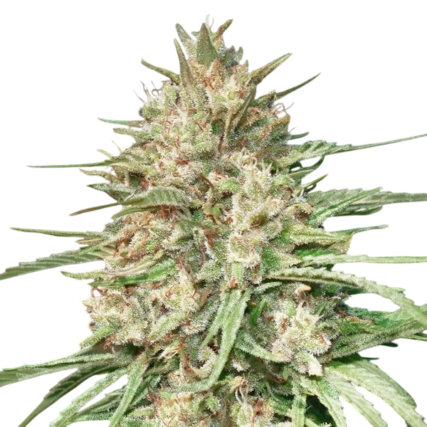 Lemon Bean | PHOTOFEM | Advanced Seeds
