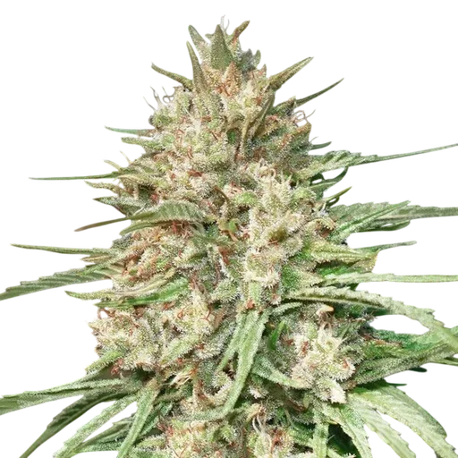 Lemon Bean