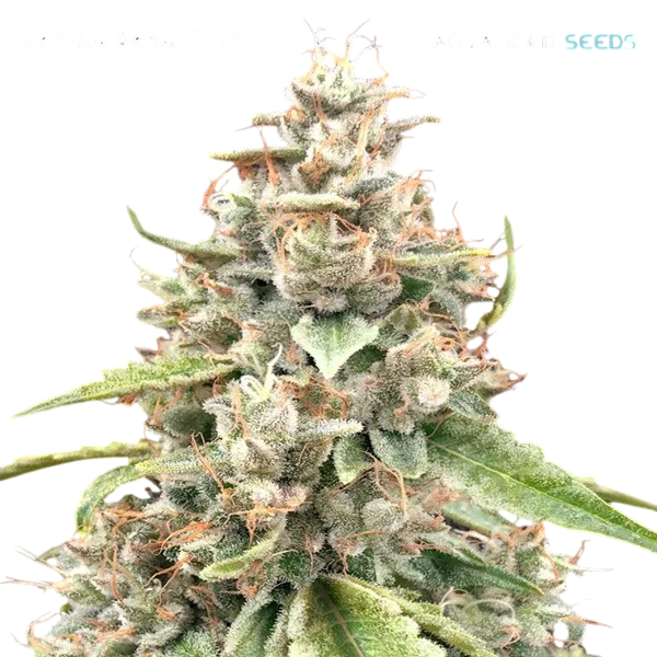 Lemon Bean FAST | PHOTOFEM | Advanced Seeds