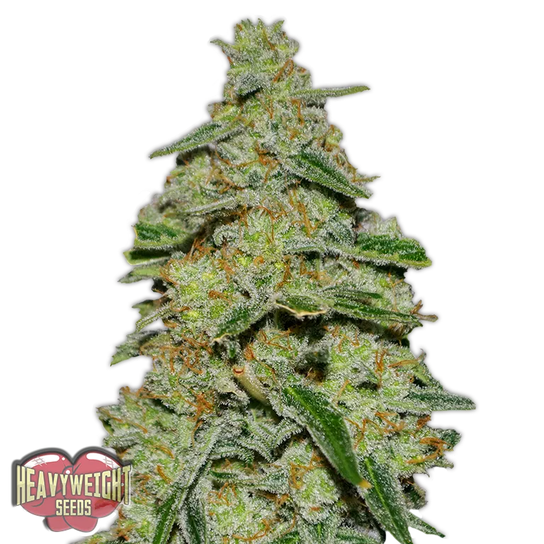 Lemon Cake | PHOTOFEM | Heavyweight Seeds