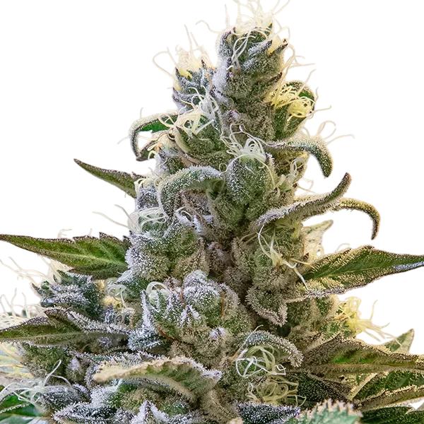 Lemon Cake Auto | AUTOFEM | High Speed Buds