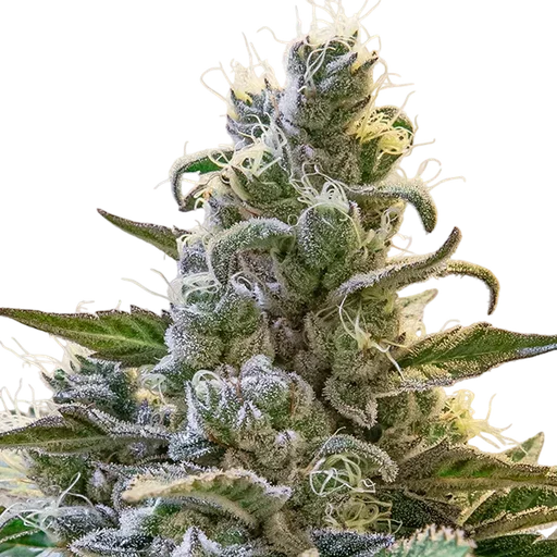 Lemon Cake Auto