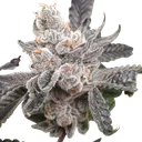 Bakers Fruit | PHOTOFEM | Elev8 Seeds