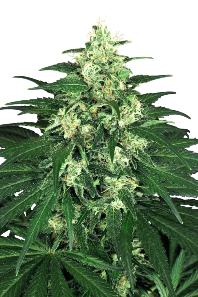 Lemon Candy | PHOTOFEM | Exotic Seed