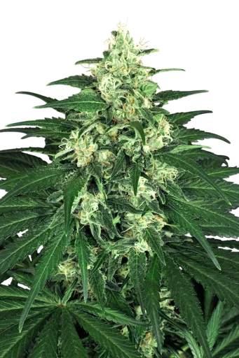 Lemon Candy