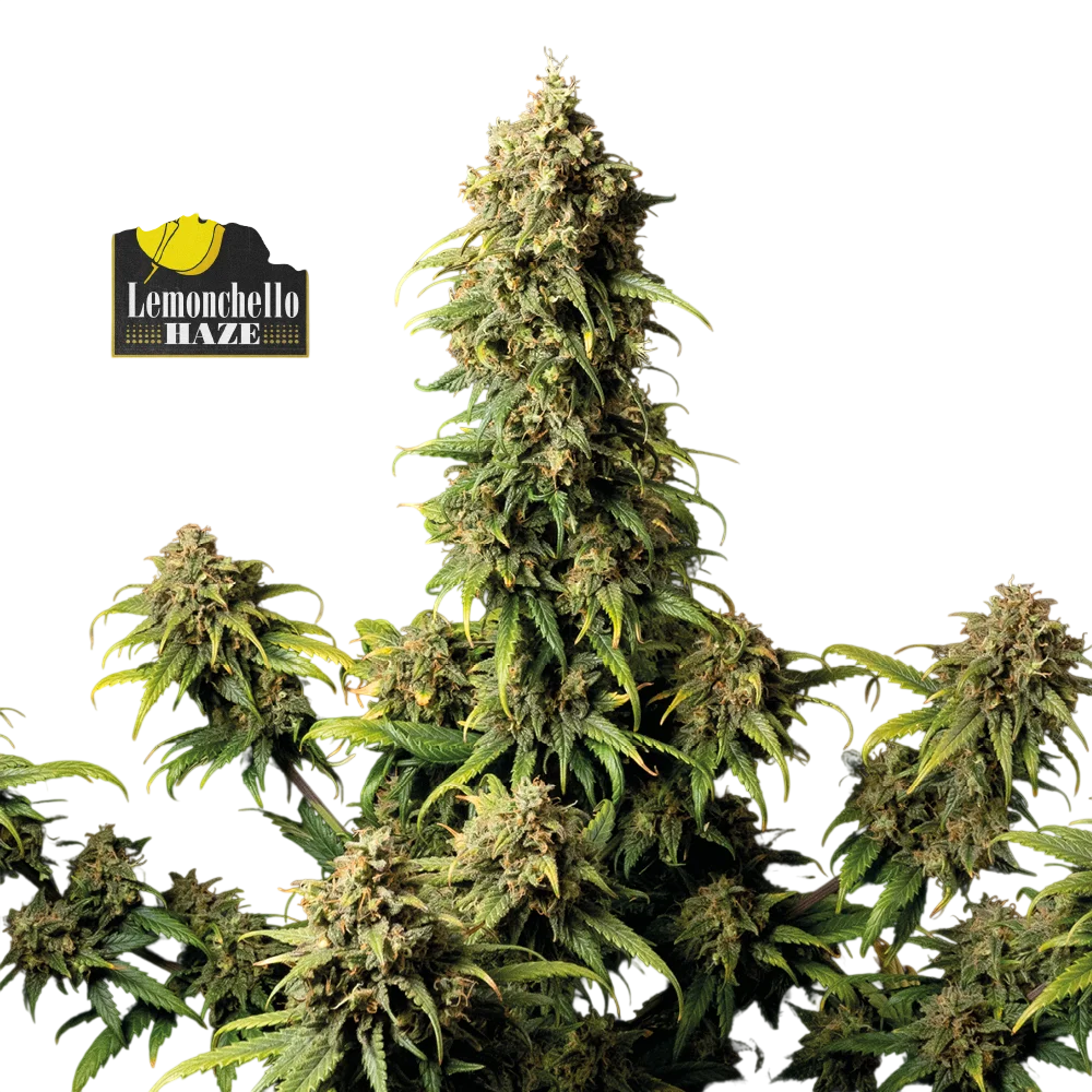 Lemonchello Haze | PHOTOFEM | Seedsman