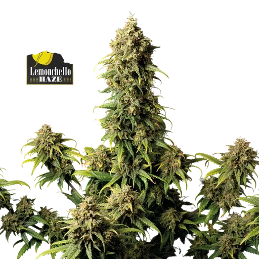 Lemonchello Haze