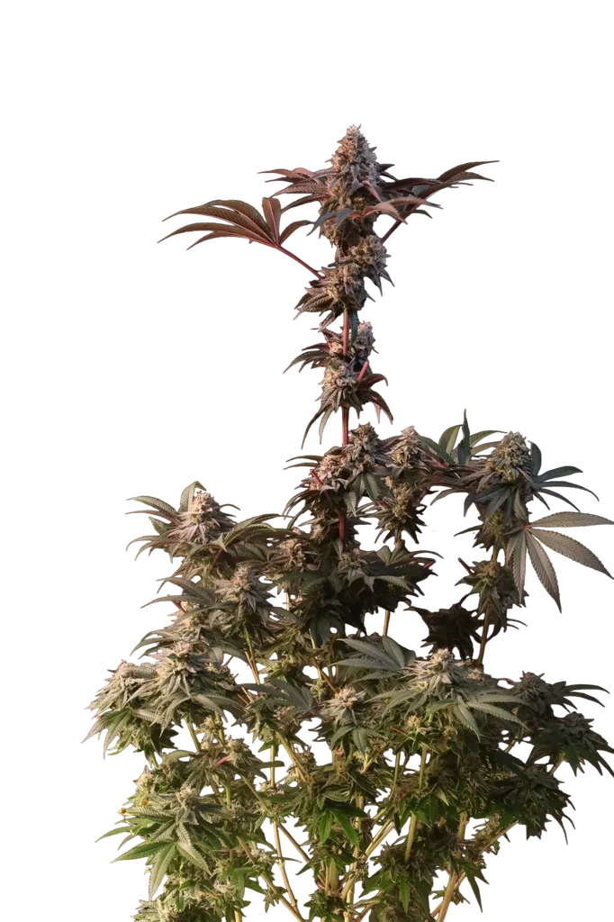 Lemon Cherry Runtz | PHOTOFEM | Fast Buds