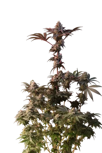 Lemon Cherry Runtz | PHOTOFEM | Fast Buds