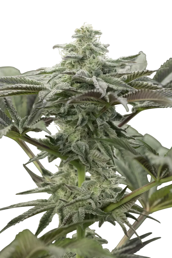 Lemon Citron | PHOTOFEM | Humboldt Seed Org.