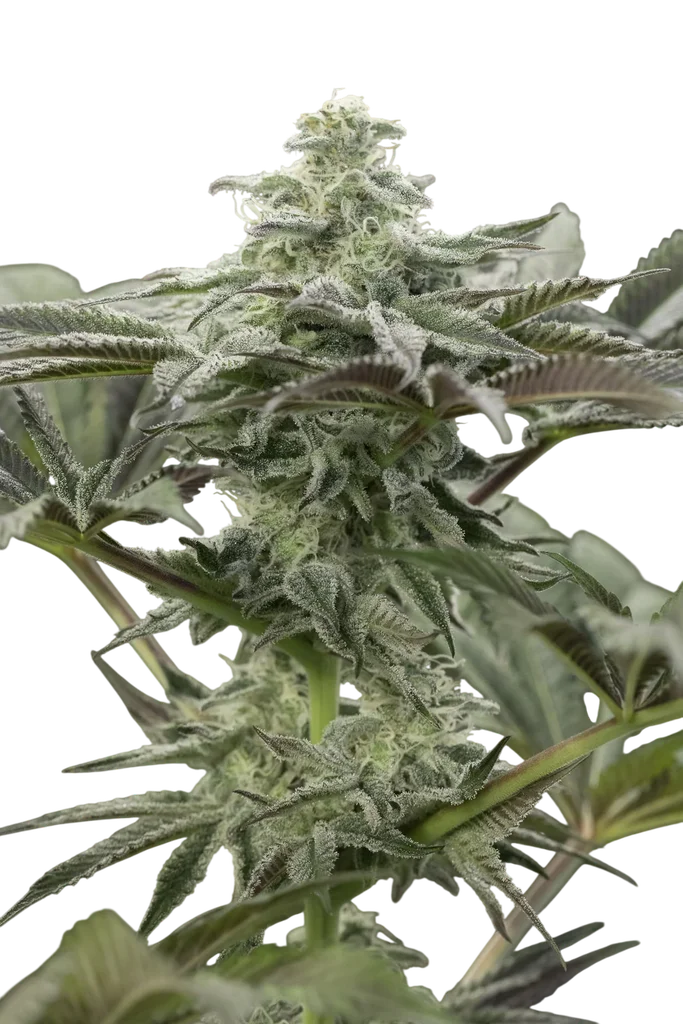 Lemon Citron | PHOTOFEM | Humboldt Seed Org.