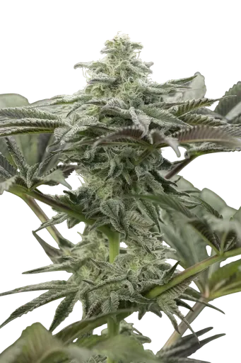 Lemon Citron