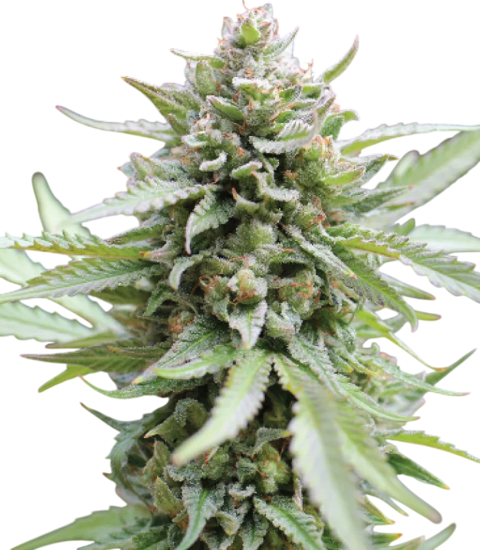 Lemongrass | PHOTOFEM | Humboldt Seed Co.
