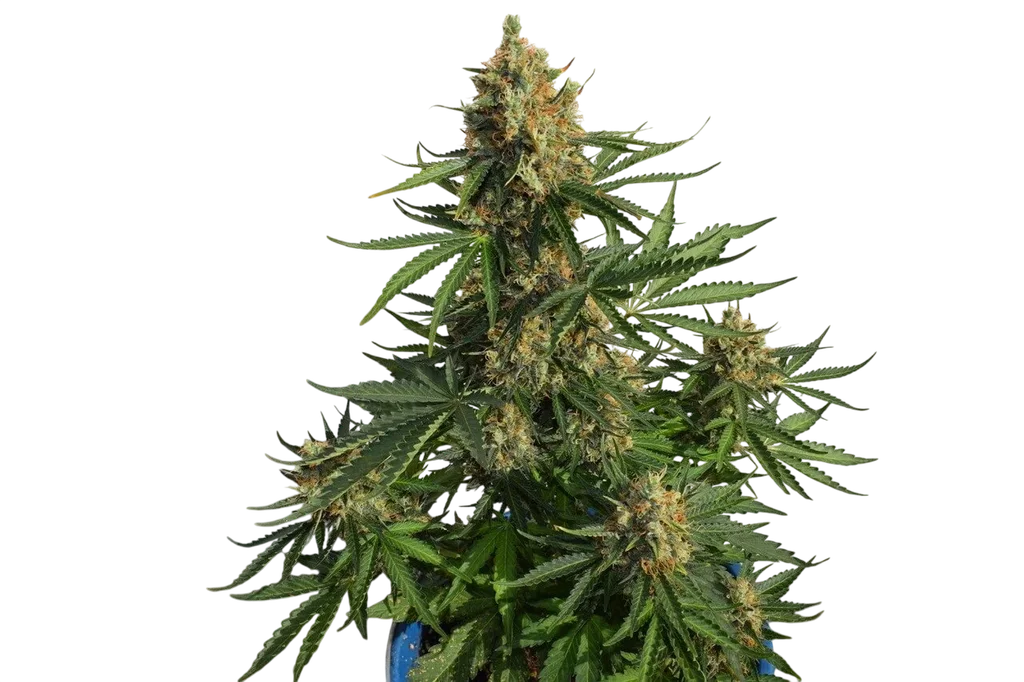 Lemon Haze Auto | AUTOFEM | Expert Seeds