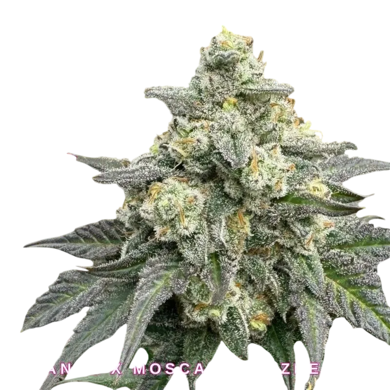 BananaBerry Crunch | PHOTOFEM | Mosca Seeds