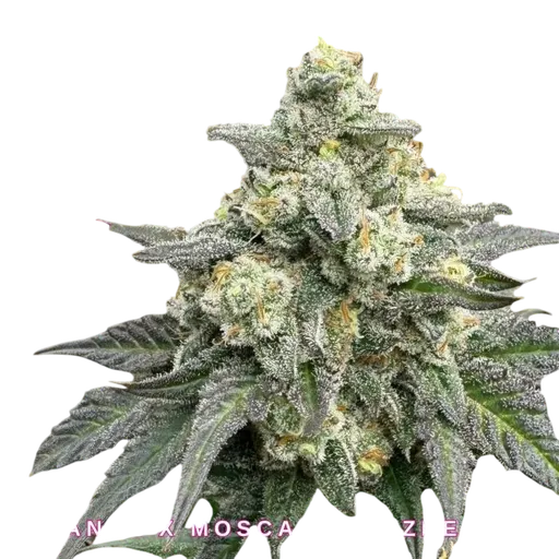 BananaBerry Crunch