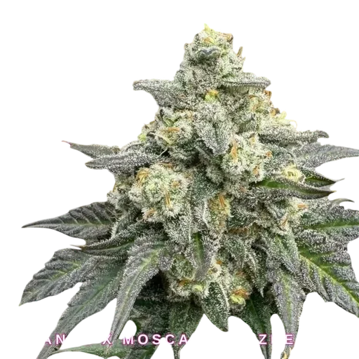 BananaBerry Crunch