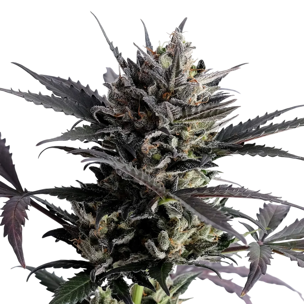 Lemon Haze Auto – Produktansicht