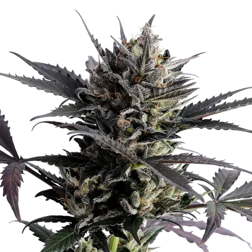 Lemon Haze Auto