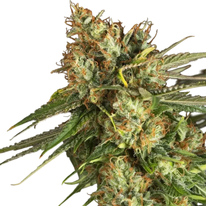 Lemon King | PHOTOFEM | Eva Seeds