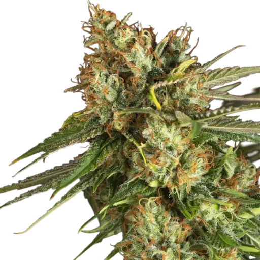 Lemon King