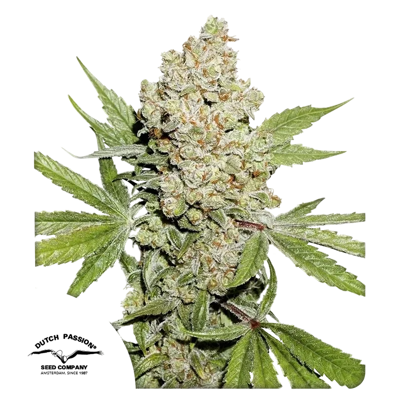 Lemon Kix Auto | AUTOFEM | Dutch Passion