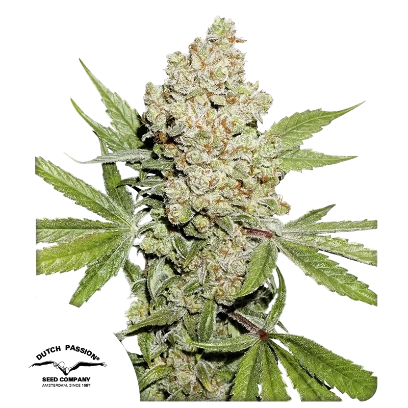 Lemon Kix Auto | AUTOFEM | Dutch Passion